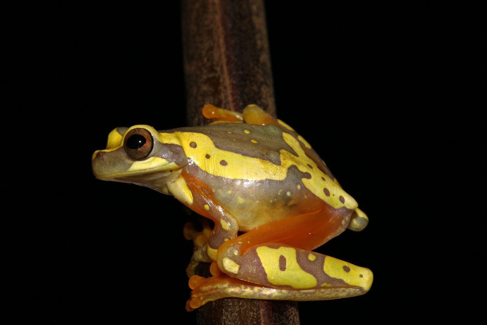 Hourglass Tree Frog (Dendropsophus ebraccatus)