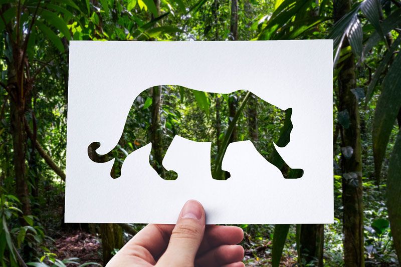 Der Jaguar: Verehrt und gefürchtet