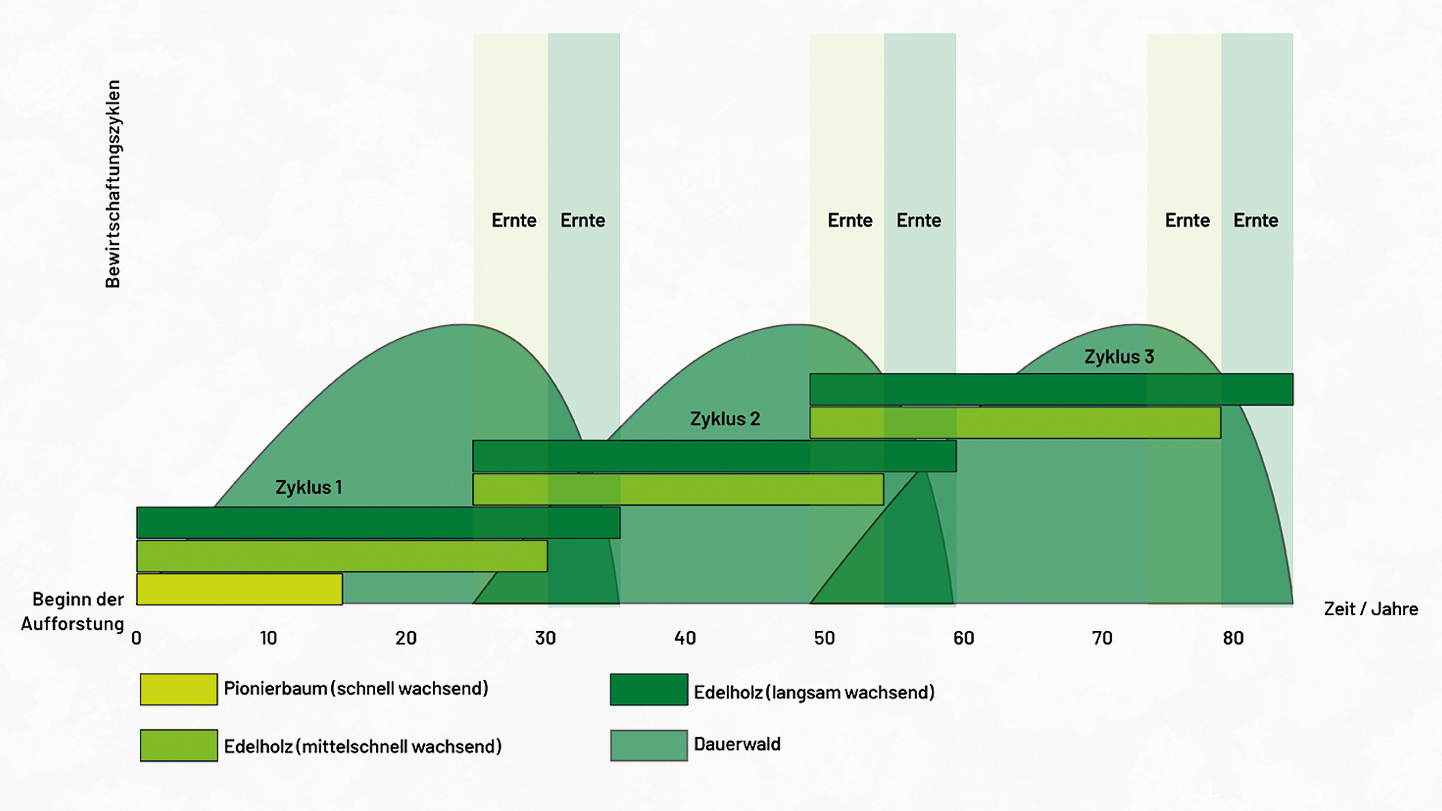 Schematic representation: cultivated and permanently existing forest