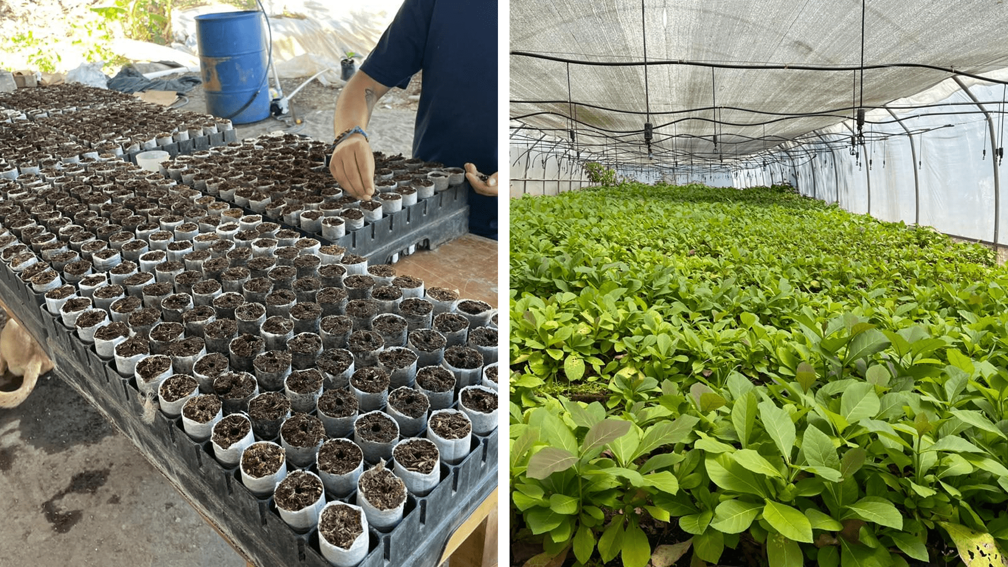 Im Rahmen der Nachpflanzung in Costa Rica kommt eine effiziente und umweltfreundliche Methode zum Einsatz – das Paperpot-Konzept.