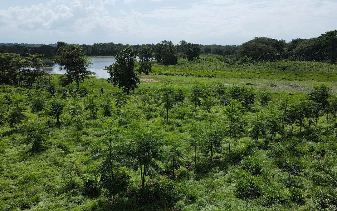 Bewegung auf dem Kompensationsmarkt